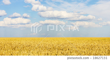 Grain field Grain field 18627131