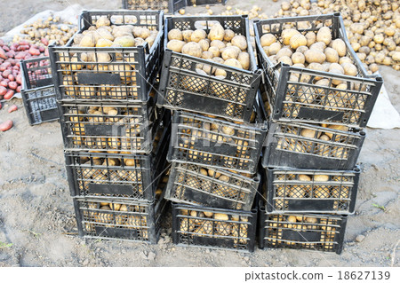Potatoes in boxes 18627139