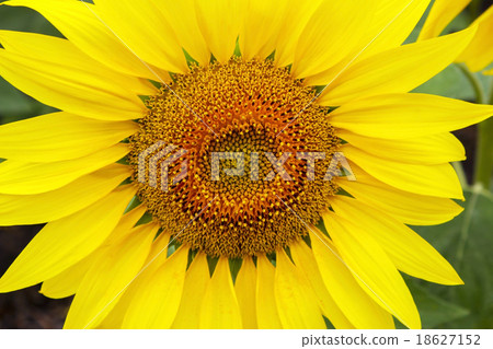 Sunflower 18627152