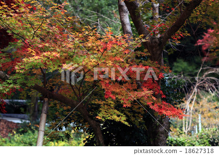 Hasega寺Konoha奈良縣 18627318