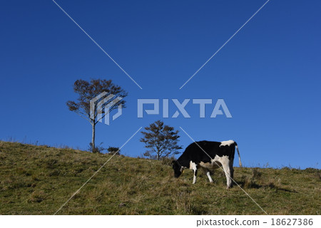 Holstein cattle eating grass 18627386