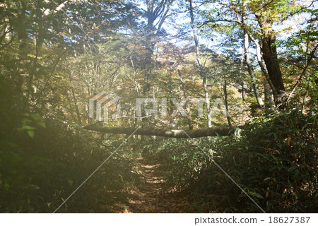 Onogahara的山毛櫸野生森林被霧包裹著 Onogahara的山毛櫸野生森林被霧包裹著 18627387