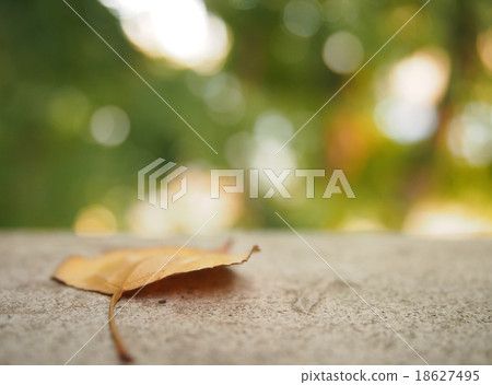 一片枯葉 一片枯葉 18627495