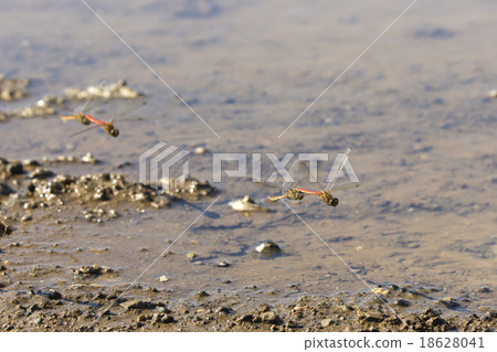 Spawning of Akiakane Spawning of Akiakane 18628041