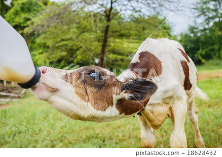 feeding milk to baby cow at the ranch 18628432