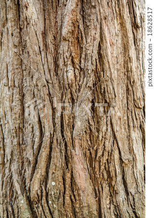 Abstract bark background 18628517