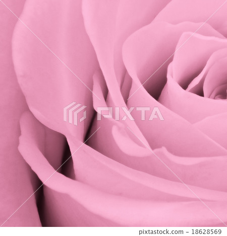 pink rose close up pink rose close up 18628569