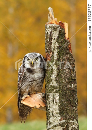 Owl on polypore Owl on polypore 18628777