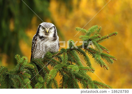 Sparrow owl on spruce Sparrow owl on spruce 18628780