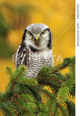 Wise owl Wise owl 18628781