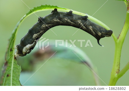 An outbreak occurred in communities of living things insects Benazume, Trellis. The horsetail became a shivering person 18628802