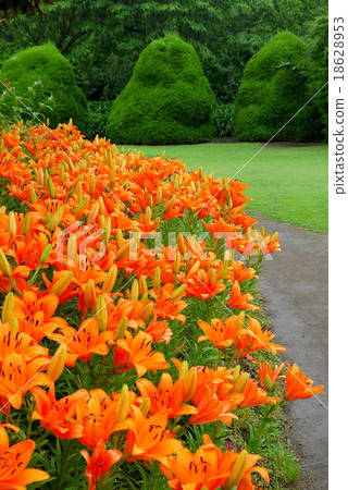 神奈川縣立花卉中心鄂博百合植物園(6月)神奈川縣鎌倉市 神奈川縣立花卉中心鄂博百合植物園(6月)神奈川縣鎌倉市 18628953