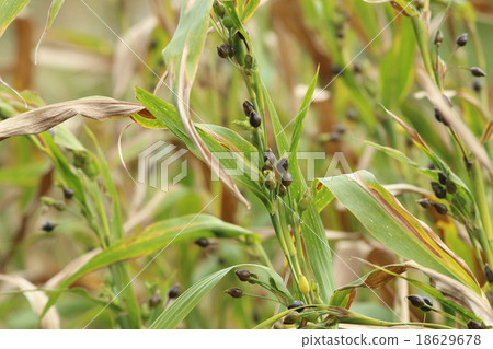 Giant grass 18629678