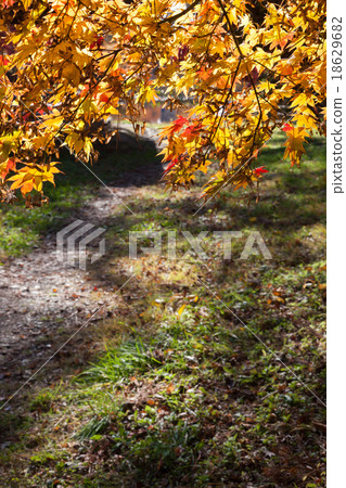 秋天的路徑 秋天的路徑 18629682