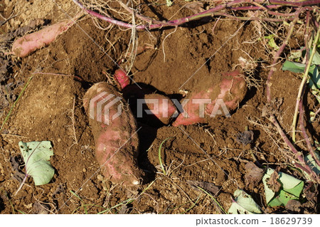 Sweet potato sweet potato hunting sweet potato Sweet potato sweet potato hunting sweet potato 18629739