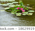 Water lily 18629919
