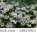 Water lily 18629921