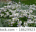 Water lily 18629923
