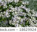 Water lily 18629924