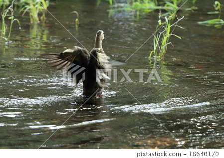 Duck flying on the water surface 18630170