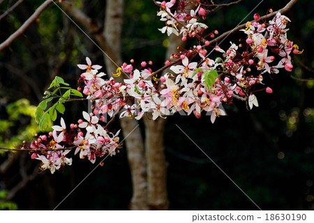 Cassia Bakeriana Craib flower 18630190