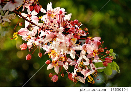 Cassia Bakeriana Craib flower Cassia Bakeriana Craib flower 18630194