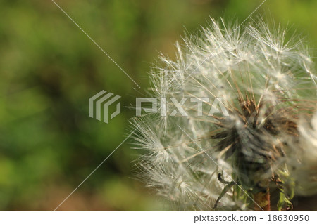 Dandelion 18630950