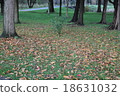 Fallen leaves 18631032