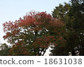 Autumn leaves 18631038