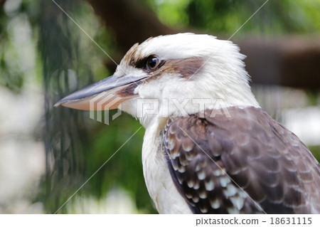 Warai kingfisher Warai kingfisher 18631115