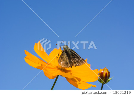 Autumn sky, Kibanakosmos and Ichimon dyseri Autumn sky, Kibanakosmos and Ichimon dyseri 18631219