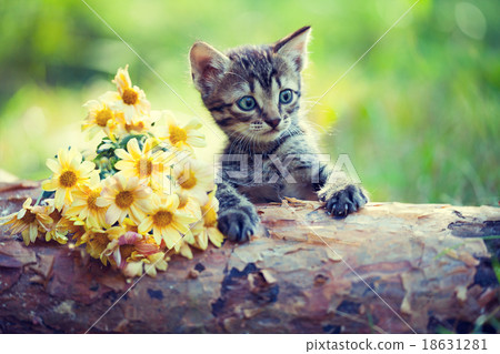 Cute little kitten on wooden snag 18631281