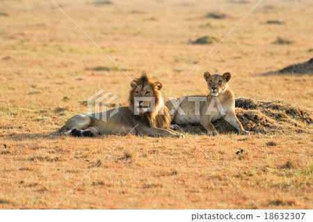 Lion and lioness in Kenya Lion and lioness in Kenya 18632307