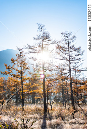 [Tochigi Prefecture Nikko National Park] Autumn and dawn Senjogahara 18632653
