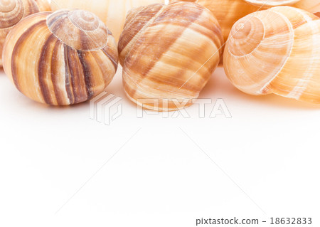 Escargot's shell Escargot's shell 18632833