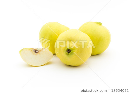 桲 桲 18634051