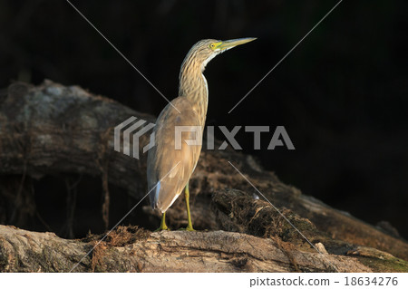 Squacco Heron (Ardeola ralloides) 18634276