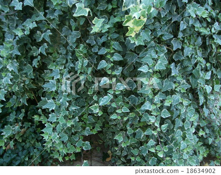 Ivy Hedera · Helix Ivy Hedera · Helix 18634902