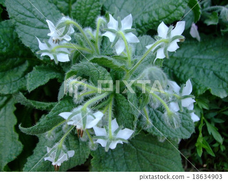 琉璃苣白 18634903