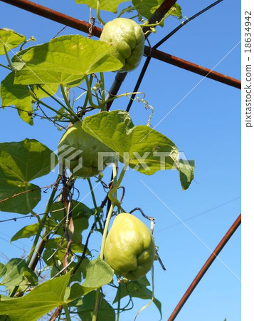 It is said that Sayuri melon is also a huge number of hayatouli 18634942