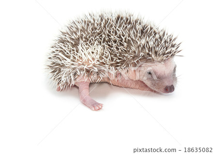 baby pygmy hedgehog , isolate baby pygmy hedgehog , isolate 18635082
