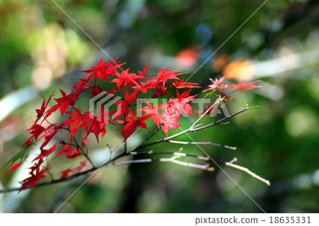 深紅色 深紅色 18635331