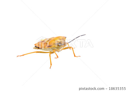 Brown shield bug on a white background 18635355