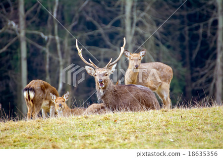 Deer standing in a meadow Deer standing in a meadow 18635356