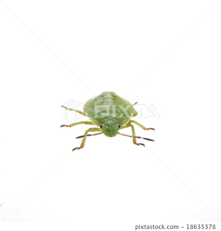 Green shield bug on a white background Green shield bug on a white background 18635378