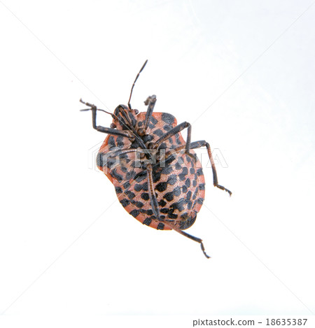 Red black striped shield bug on a white background 18635387