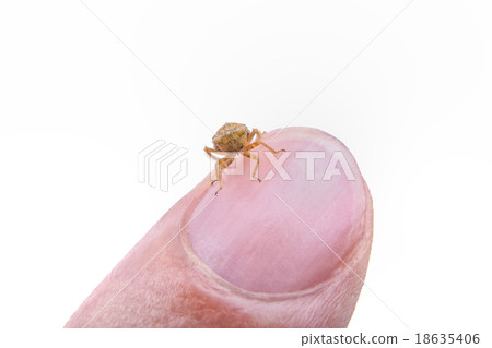 Small brown insect sitting on the finger 18635406