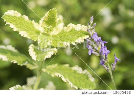 Pineapple mint and lavender flowers 18635438