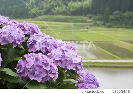 繡球花的花與背面的淺稻 18635468