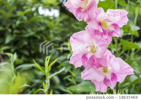 在綠色綠色花的桃紅色花 在綠色綠色花的桃紅色花 18635469